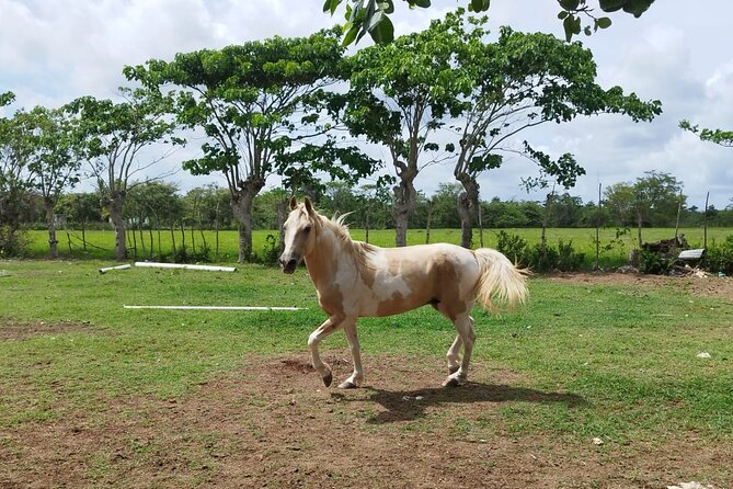 2-Hour Horseback Riding Tour at Sunset from Punta Cana - Is $77.95 a fair price?