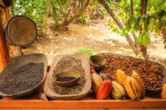 4x4 Dominican Adventure with Chocolate and Coffee Tasting - The ride begins with a bumpy view of rural Punta Cana