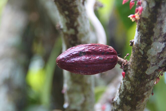 5 Tours of Jungle and Dominican Culture with Lunch - Four zip lines above the Anamuya mountains