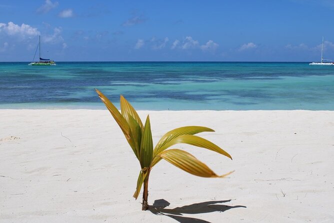 A Magical Day on Saona Island - Is $76.50 good value?
