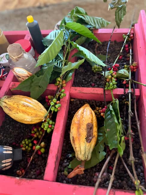 Buggy Tour in Punta Cana: Mamajuana - Coffee - Swimming in Cenote and Macao Beach - Coffee, chocolate, tobacco, and Mamajuana at the rural ranch