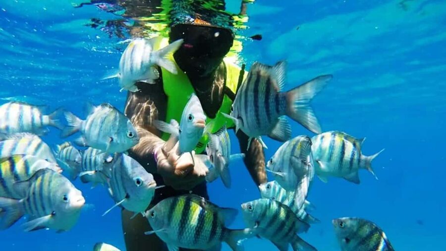 Catalina Island: Day Trip - Best Snorkeling! - Catalina Island is worth the long day for clear water