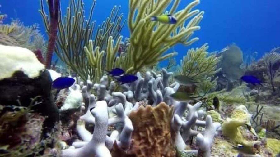Catalina Island: Day Trip - Best Snorkeling! - The road from Bávaro can shape your whole day