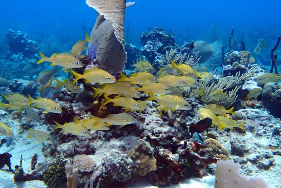 Catalina Island Full-Day Snorkeling + Lunch from Punta Cana - One hour at Los Corales