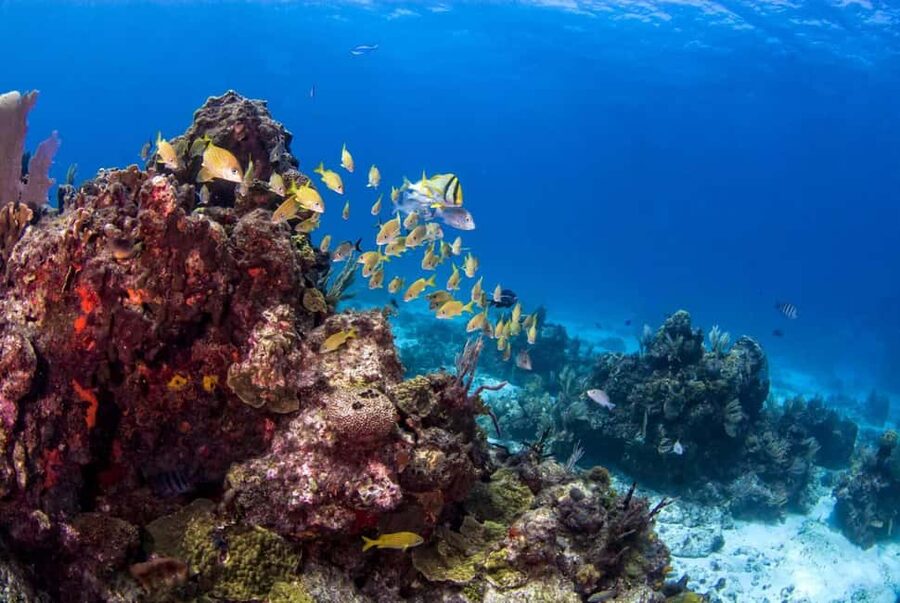 Catalina Island Full-Day Snorkeling + Lunch from Punta Cana - Is $98 a fair price?