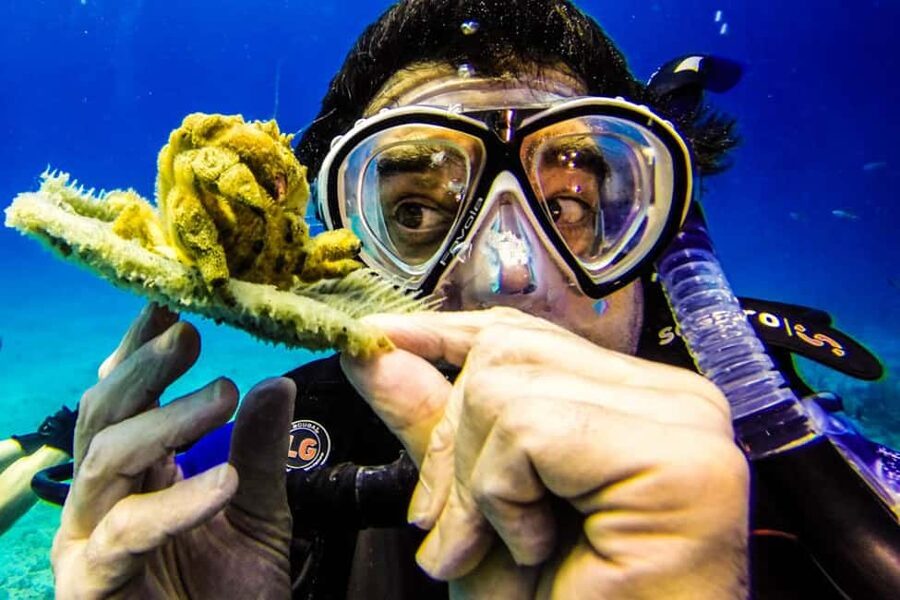 Catalina Island Scuba Diving Tour from Punta Cana - The day at a glance