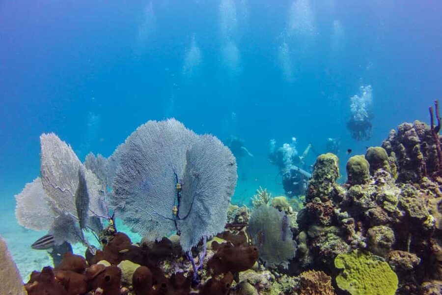 Catalina Island Scuba Diving Tour from Punta Cana - Should you book it?