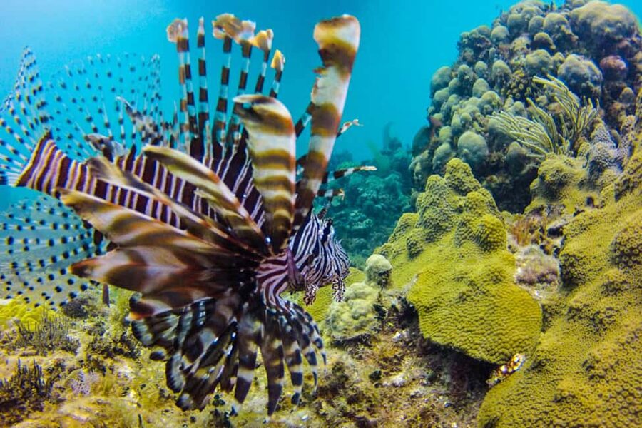 Catalina Island Scuba Diving Tour from Punta Cana - What the $175 price really covers