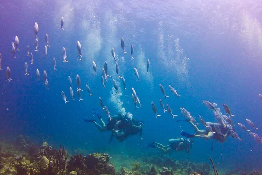 Catalina Island Scuba Diving Tour from Punta Cana - Safety questions worth asking before you go