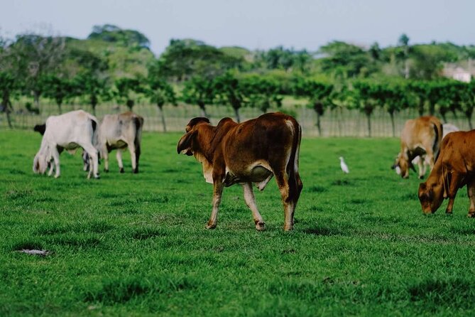 Dominican Republic Cultural Country Safari Tour from Punta Cana - Guides who add personality to a fast schedule