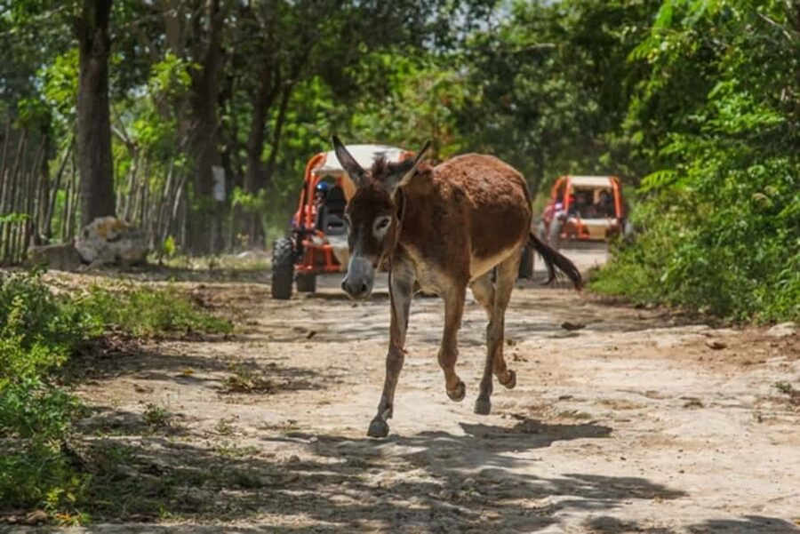 Flintstones Buggy, Cave and Adventure in Bavaro - Ten kilometers through the Dominican countryside