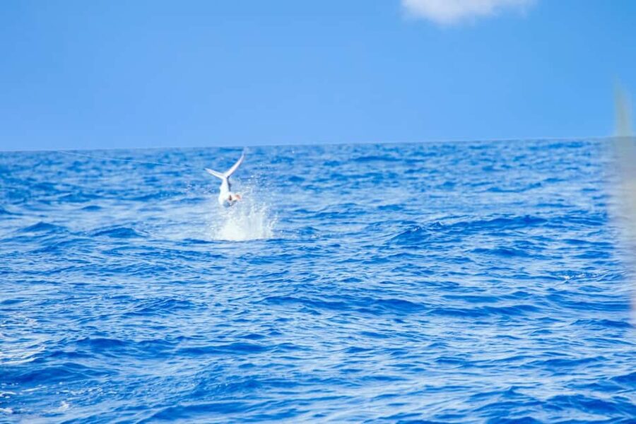 From Punta Cana: Deep Sea Fishing Tour by Boat with Drinks - What to pack and what to leave behind