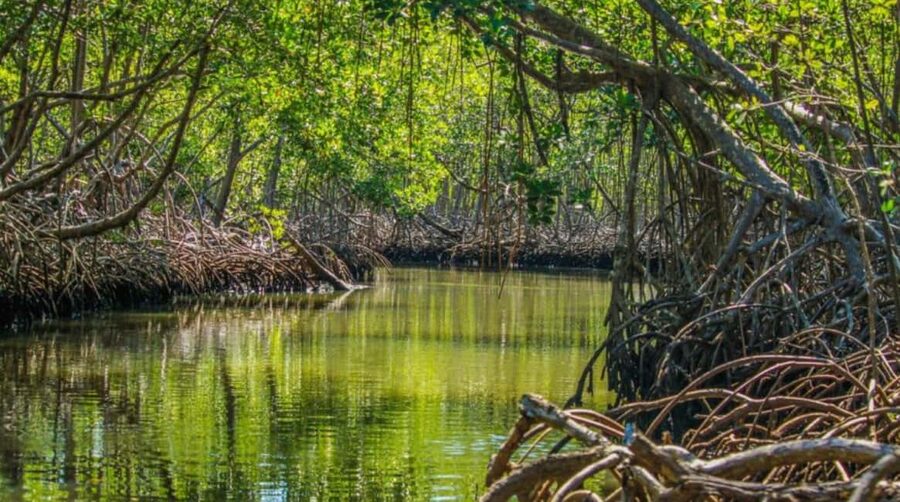 From Punta Cana: Los Haitises Guided Day Tour - Caño Hondo adds a swim, lunch, and a change of pace