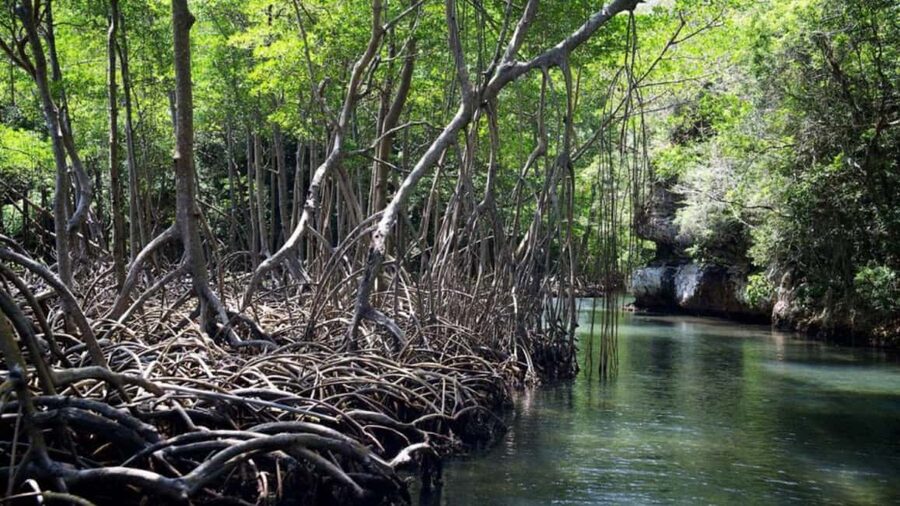 From Punta Cana: Los Haitises Guided Day Tour - Who will enjoy this full-day outing