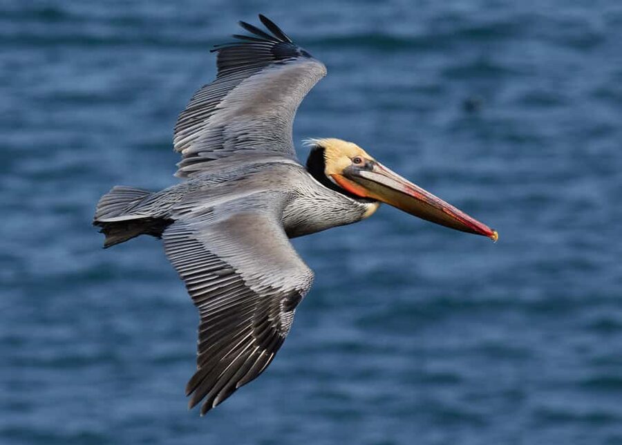 From Punta Cana: Los Haitises Guided Day Tour - A boat ride through Caño Hondo and San Lorenzo Bay