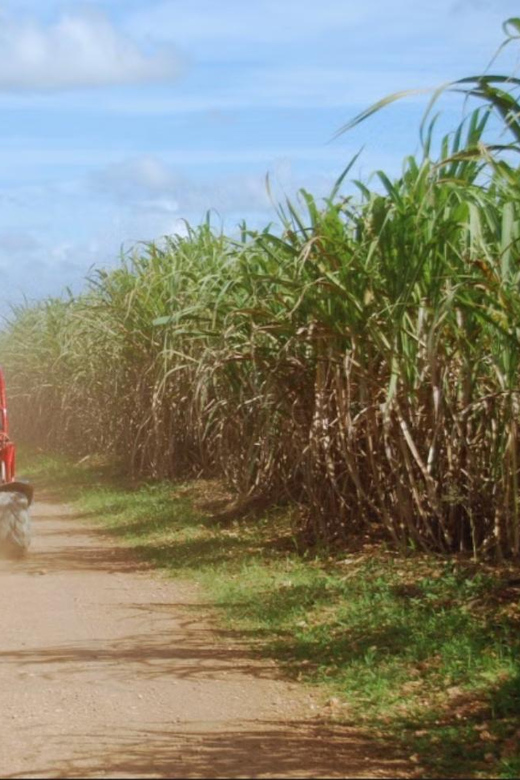 From Punta Cana or La Romana: Sugarcane Fields Buggy or Quad - Who should book this ride?
