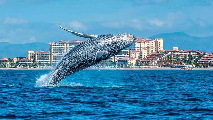 From Punta Cana: Samana Bay Whale-Watching Cruise with Lunch - Key points before you book