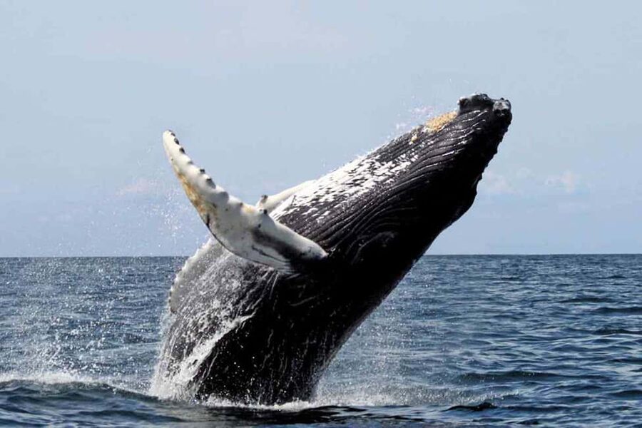 From Punta Cana: Samana Bay Whale-Watching Cruise with Lunch - Should you book it?