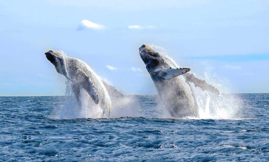 From Punta Cana: Samana Bay Whale-Watching Cruise with Lunch - Why Samaná Bay is worth the long ride