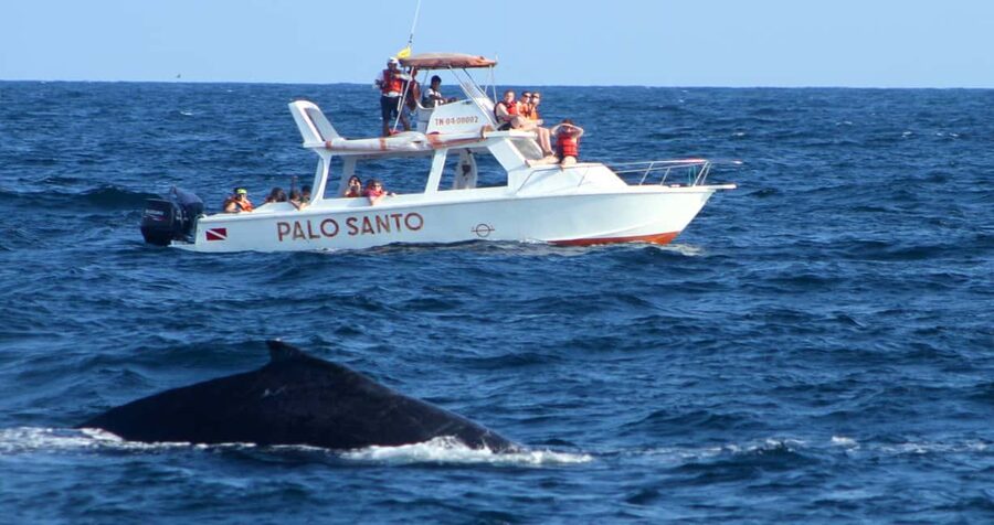 From Punta Cana: Samana Bay Whale-Watching Cruise with Lunch - Watching the humpbacks from the boat