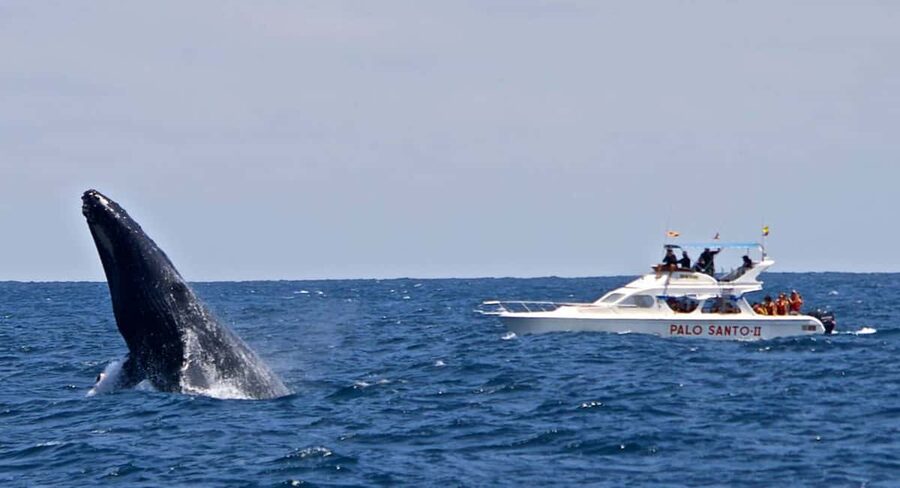 From Punta Cana: Samana Bay Whale-Watching Cruise with Lunch - Cayo Levantado and the beach lunch