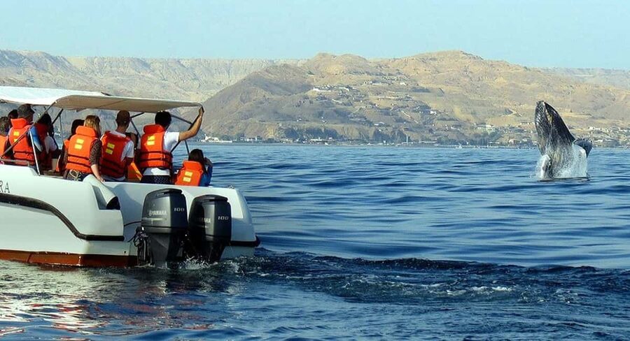 From Punta Cana: Samana Bay Whale-Watching Cruise with Lunch - Is $140 good value?