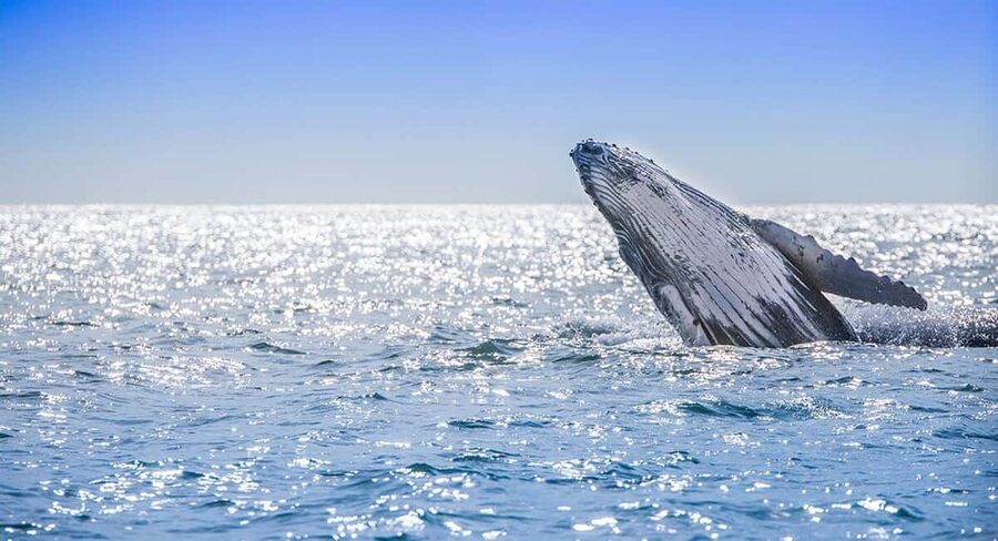 From Punta Cana: Samana Bay Whale-Watching Cruise with Lunch - Practical ways to enjoy the day