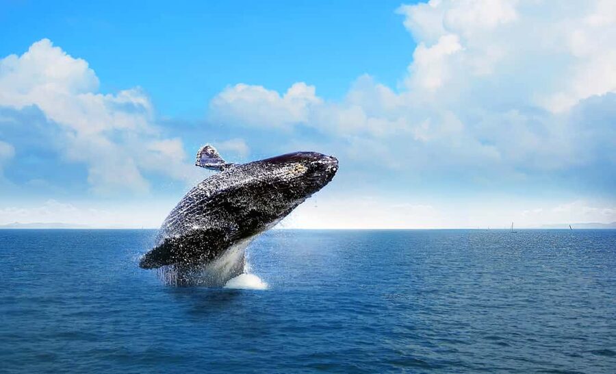 From Punta Cana: Samana Bay Whale-Watching Cruise with Lunch - The transfer from Bavaro to the bay