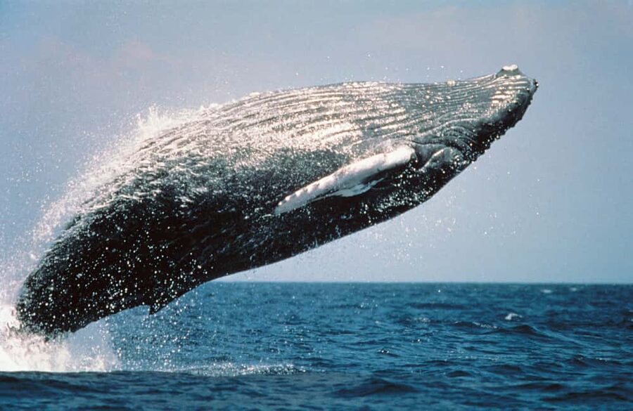 From Punta Cana: Sanctuary Whale Watching Day Trip - Cayo Levantado, the pretty middle stop