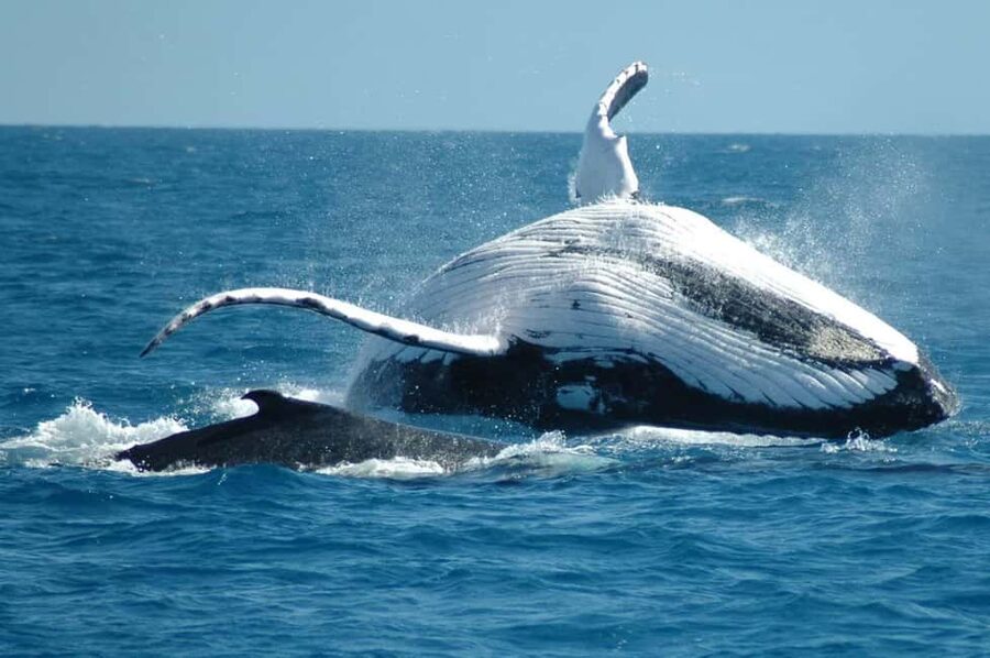 From Punta Cana: Sanctuary Whale Watching Day Trip - Setting out from the private dock