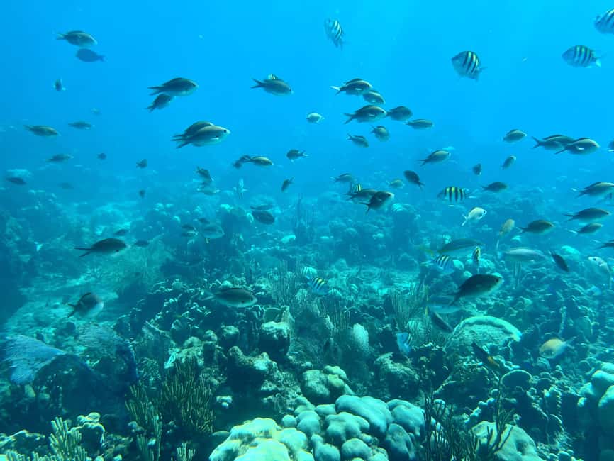 From Punta Cana: Small Group Catalina Island Snorkeling Tour - Boarding the 45-foot boat