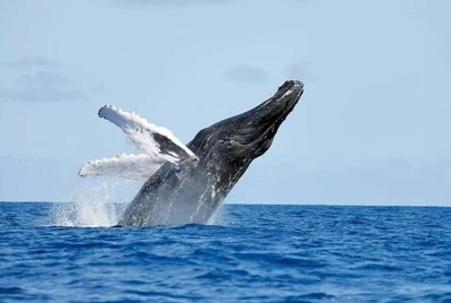 From Punta Cana: Whale Watching and Montana Redonda Tour - Should you book the whale and mountain combination?
