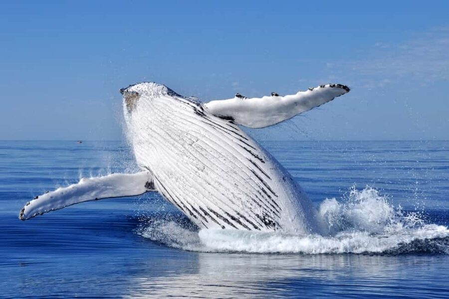 From Punta Cana: Whale Watching and Montana Redonda Tour - What the catamaran cruise feels like