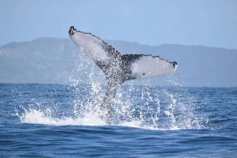 From Punta Cana: Whale Watching and Montana Redonda Tour - Montaña Redonda by safari truck