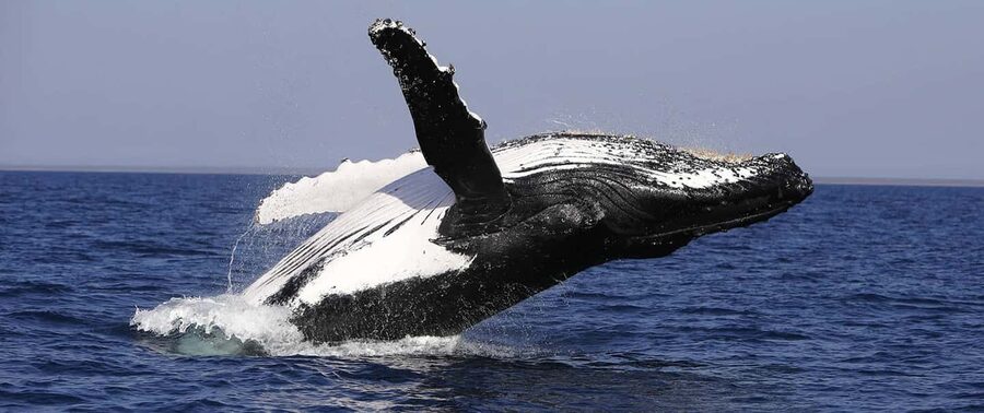 From Punta Cana: Whale Watching and Montana Redonda Tour - Lunch above the Atlantic coast