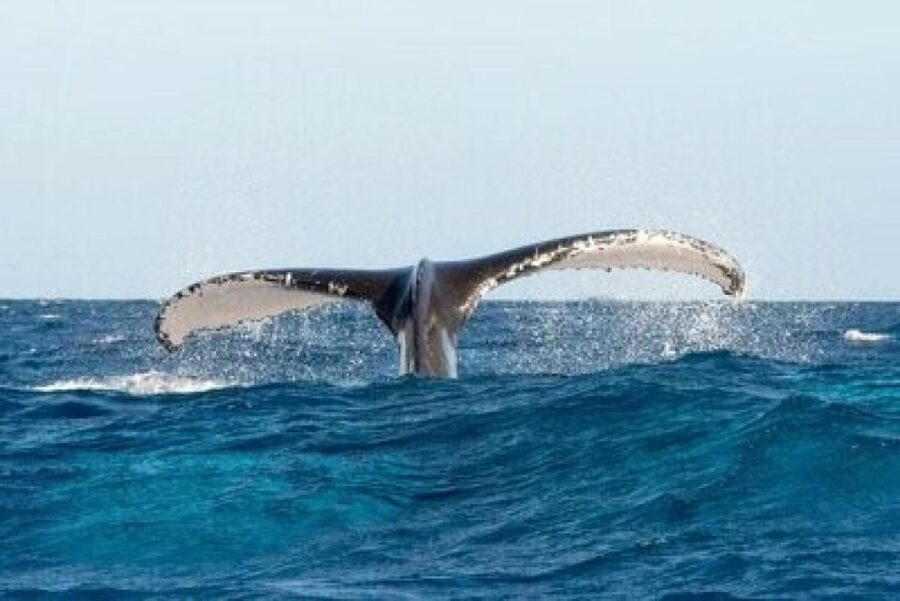 From Punta Cana: Whale Watching and Montana Redonda Tour - The return through rural Dominican scenery