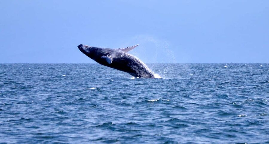 From Punta Cana: Whale Watching and Montana Redonda Tour - Who will enjoy this day most?