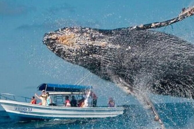 Full Day Bacardi Whale Watching - End Season March 30th - Why the whale season matters in Samaná Bay