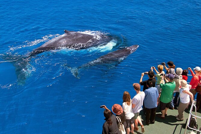 Full Day Bacardi Whale Watching - End Season March 30th - Lunch, swimming, and a few hours without a schedule