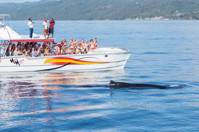 Full Day Bacardi Whale Watching - End Season March 30th - What the $165 price includes