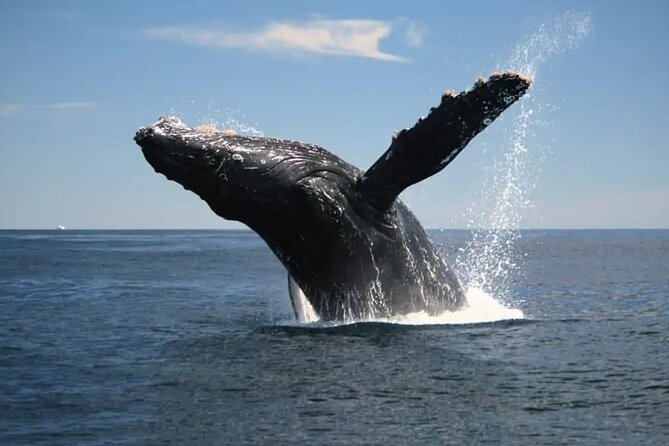 Full Day Bacardi Whale Watching - End Season March 30th - The crew and the feel of the day