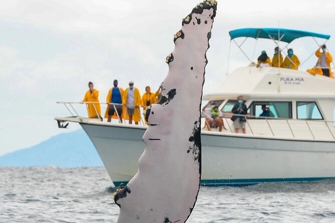 Full Day Bacardi Whale Watching - End Season March 30th - Forty-five minutes in the Humpback Whale Sanctuary