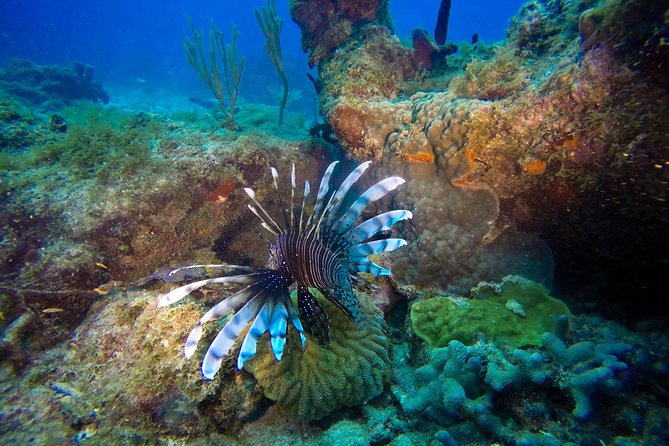 Full-Day Catalina Island Scuba Diving Tour from Punta Cana - Key points to know before booking