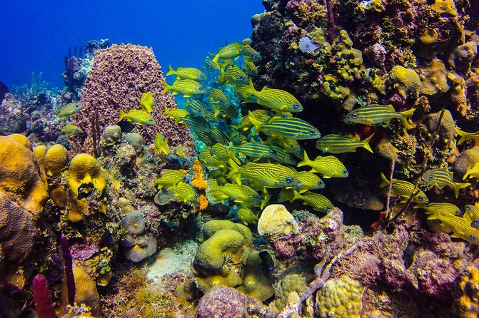Full-Day Catalina Island Scuba Diving Tour from Punta Cana - Certification and safety are not small details