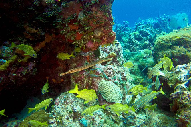 Full-Day Catalina Island Scuba Diving Tour from Punta Cana - Catalina Island beach time and the Dominican meal