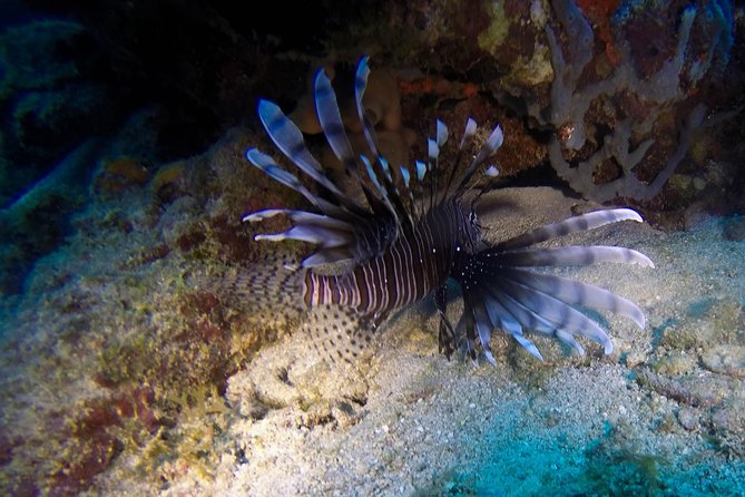 Full-Day Catalina Island Scuba Diving Tour from Punta Cana - Who will get the most from this Catalina outing
