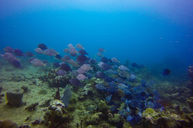 Full-Day Catalina Island Snorkeling Tour from Bavaro - The return trip is the biggest practical risk