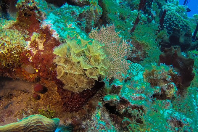 Full-Day Catalina Island Snorkeling Tour from La Romana - Crossing to Catalina’s west-side beach