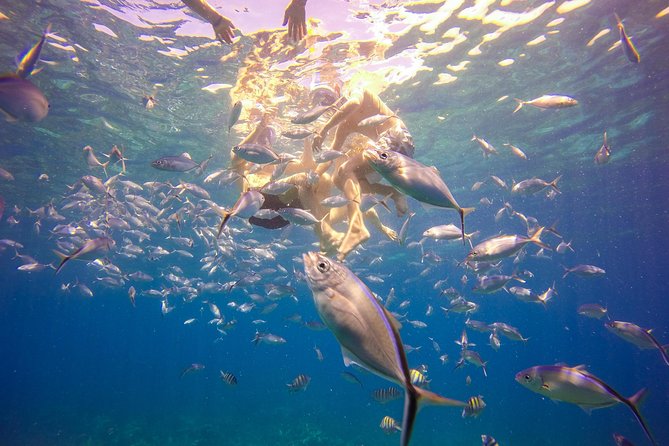 Full-Day Catalina Island Snorkeling Tour from La Romana - Who will enjoy this day most