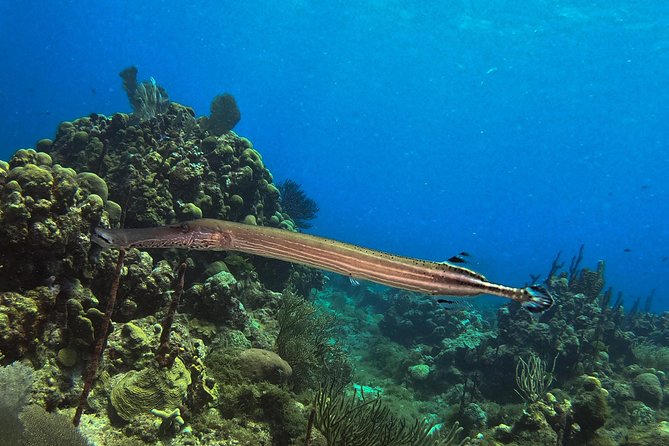 Full-Day Catalina Island Snorkeling Tour from La Romana - FAQ